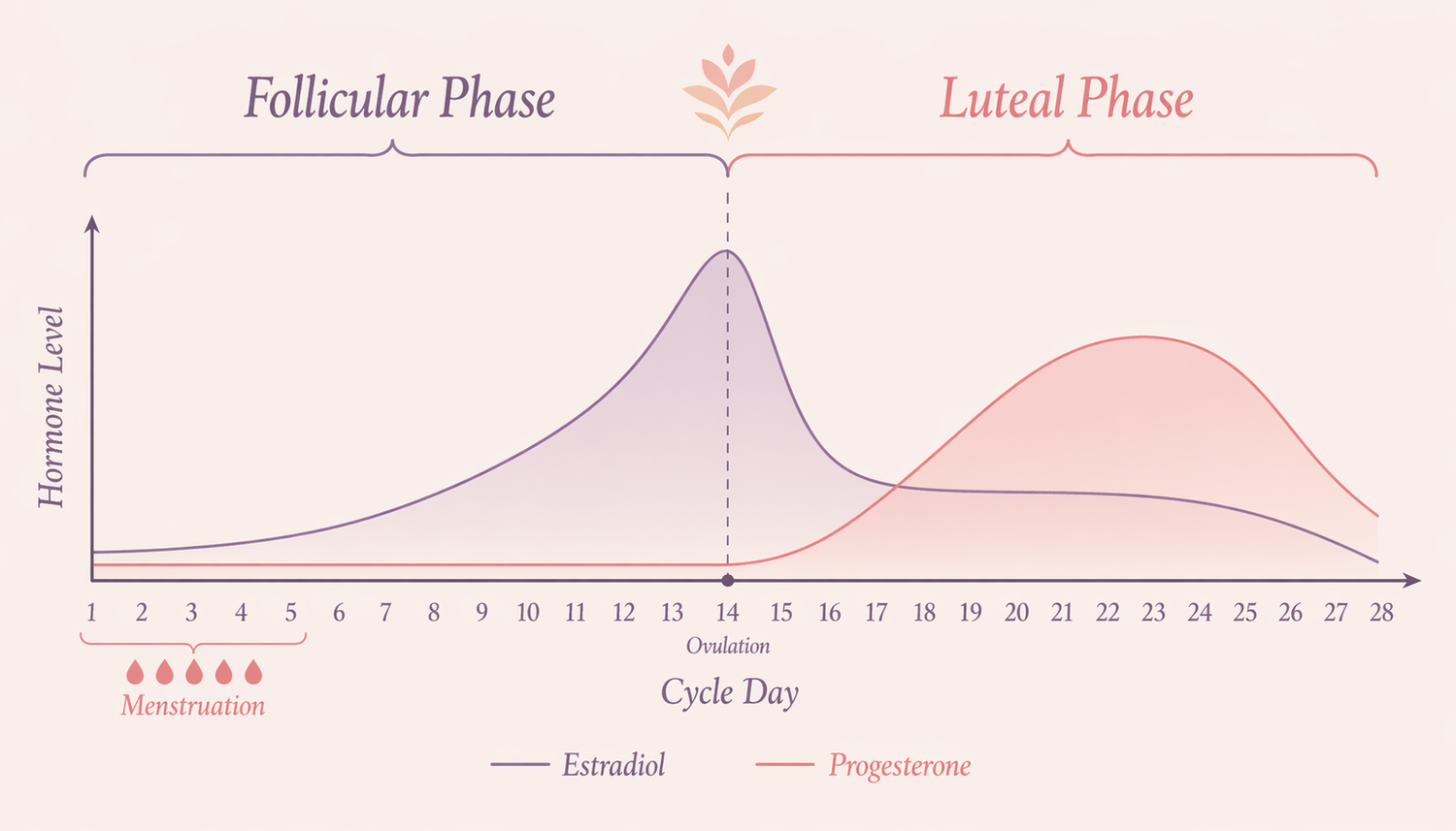 Menstrual Cycle Awareness Guide